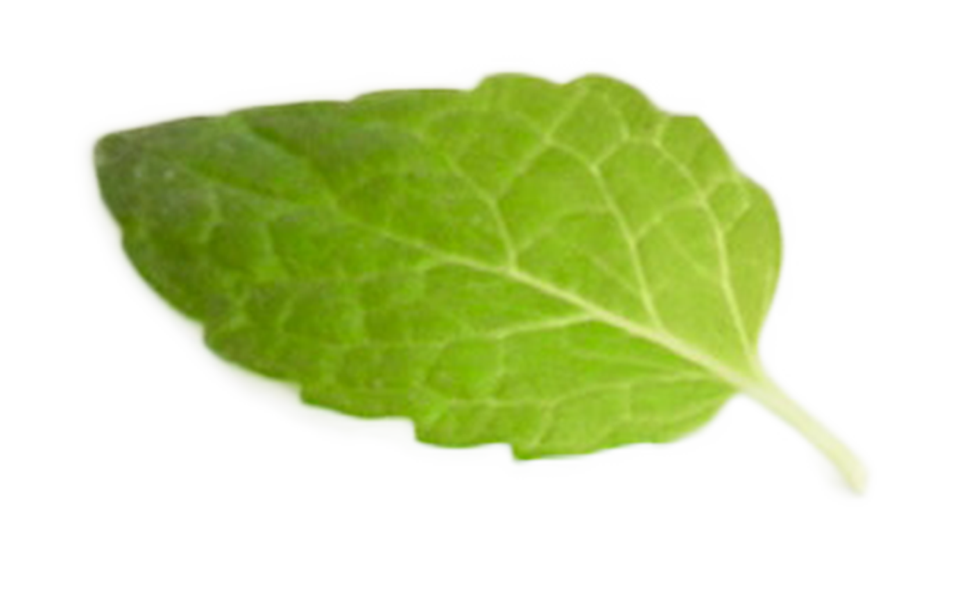 menthe-2@2x