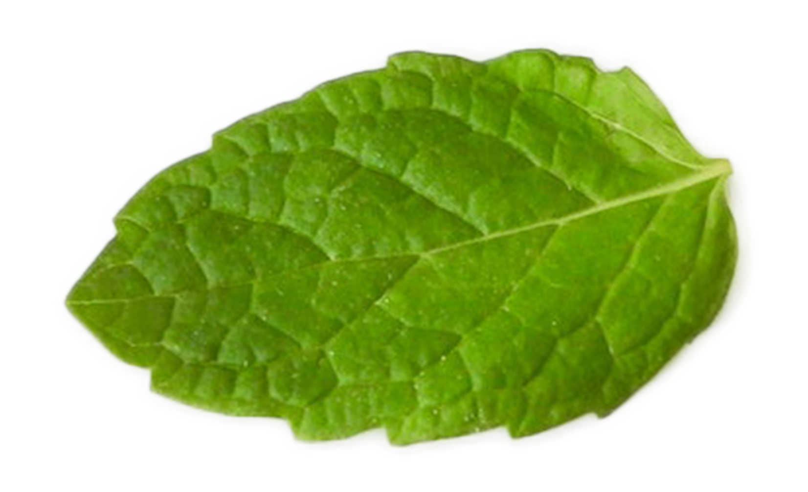 menthe@2x